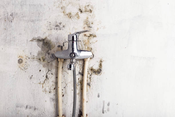 Best Water Damage Restoration  in Grant, AL