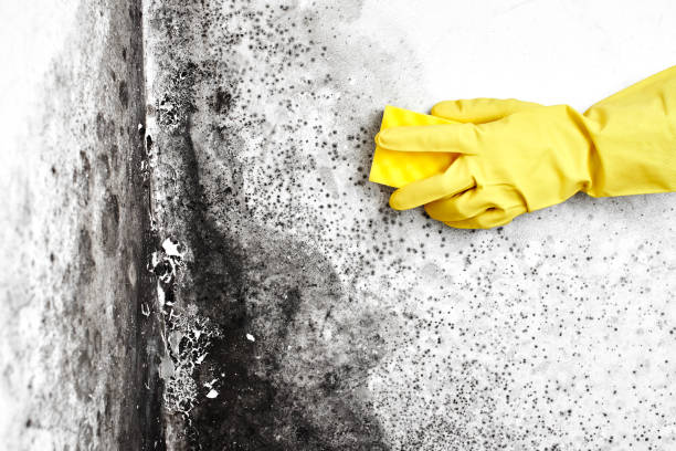 Best Mold Inspection  in Grant, AL