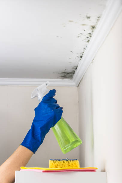 Best Local Mold Removal Service  in Grant, AL